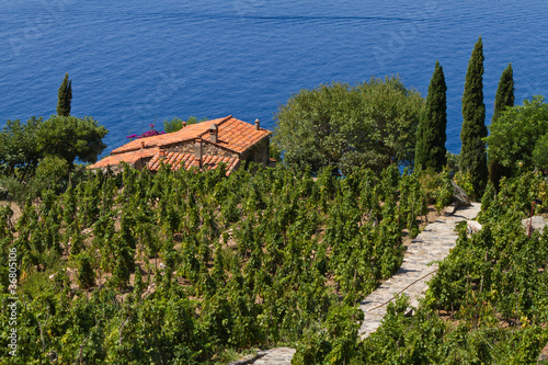 Weingut in der Toskana, Insel Elba photo