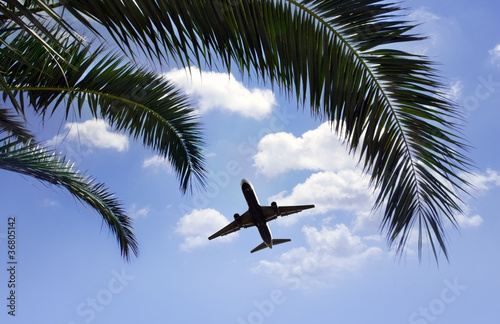 airplane flying over tropical palm trees