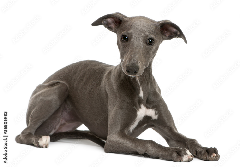 Whippet puppy, 6 months old, lying Whippet puppy, 6 months old, lying