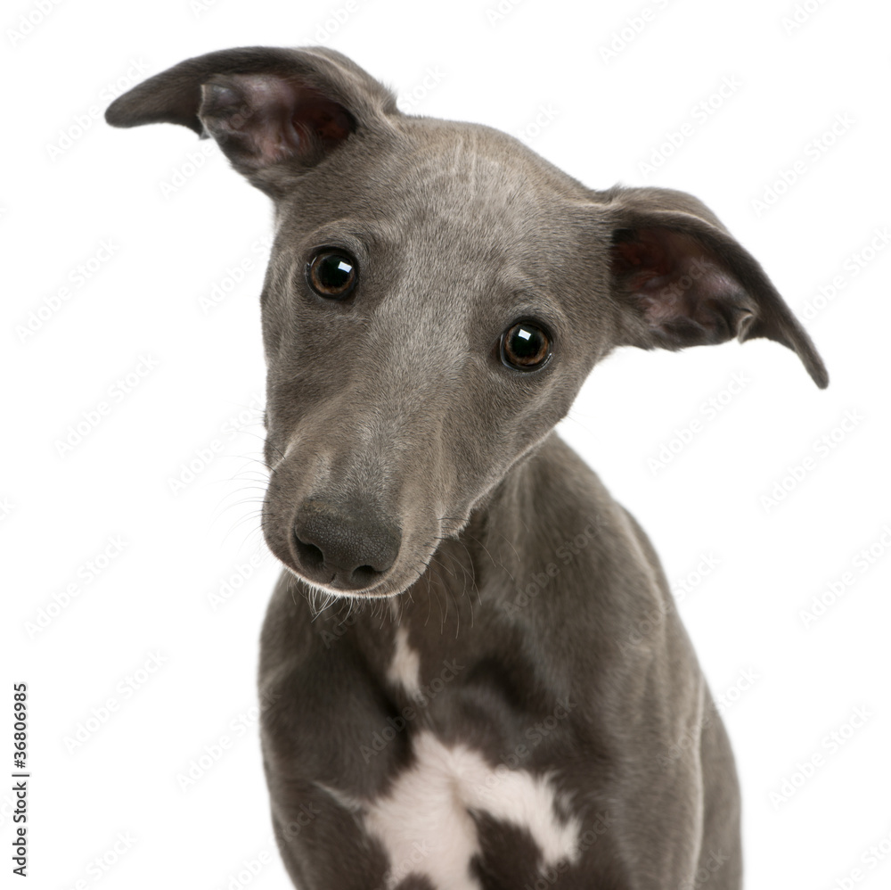 Close-up of Whippet puppy, 6 months old Close-up of Whippet puppy, 6 months old