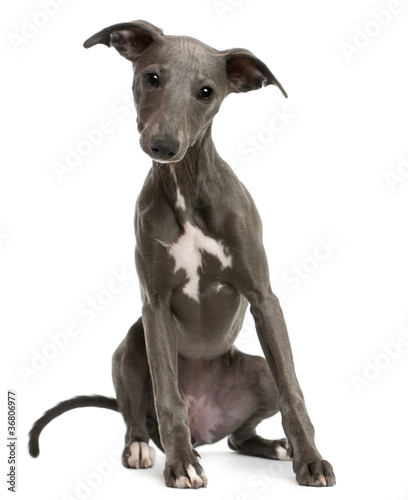 Whippet puppy  6 months old  sitting