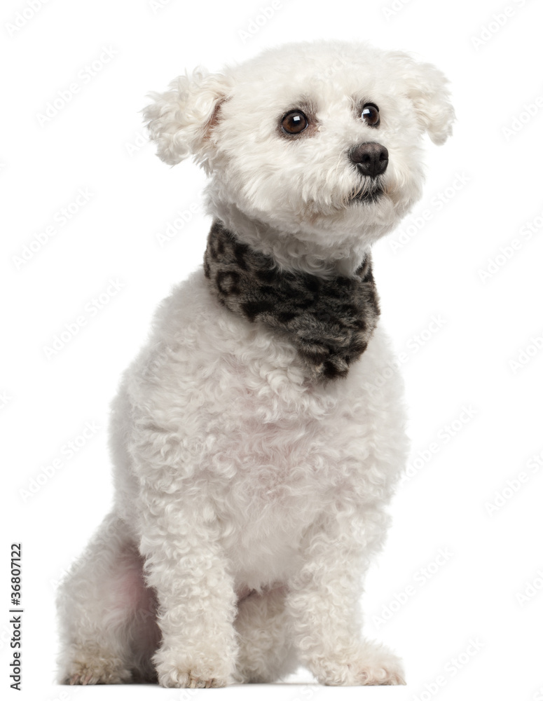 Bichon Frise, 3 years old, sitting in front of white background Bichon Frise, 3 years old, sitting in front of white background