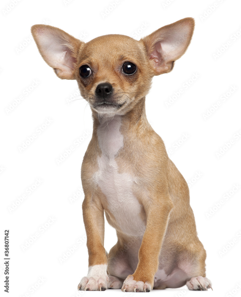 Chihuahua Puppy, 5 months old, sitting