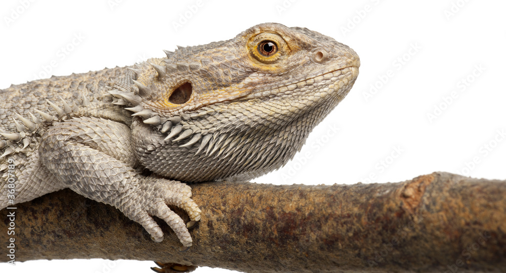 Fototapeta premium Close-up of Pogona lying on a branch