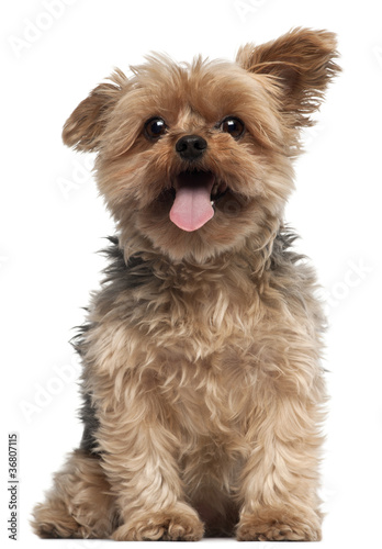 Yorkshire Terrier, 4 and a half years old, sitting