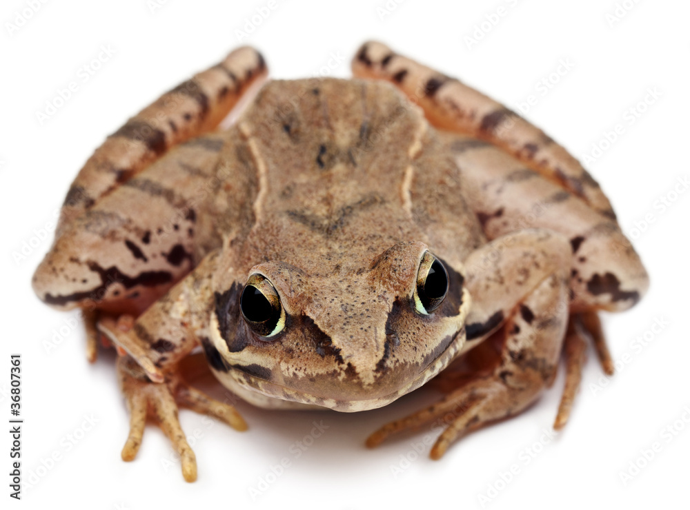Moor Frog, Rana arvalis, in front of white background Stock Photo