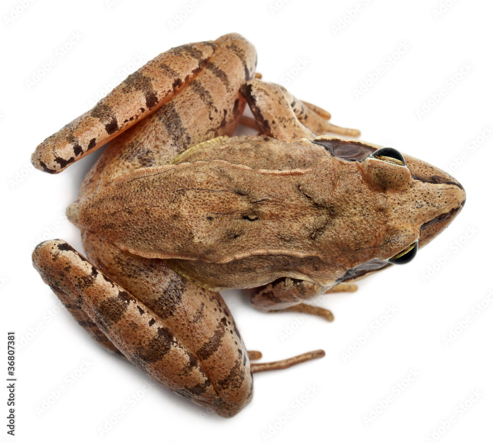 Obraz premium High angle view of a Moor Frog, Rana arvalis