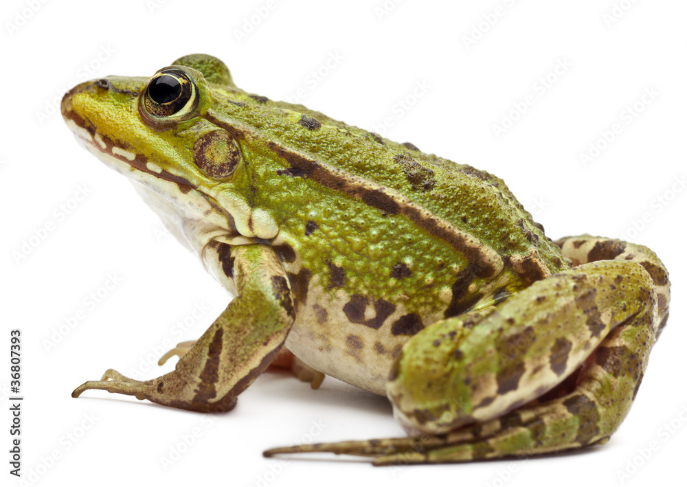 Naklejka premium Common European frog or Edible Frog, Rana esculenta