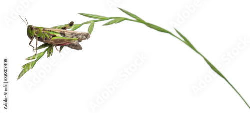 Cricket on a herb in front of white background