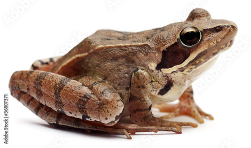 Moor Frog, Rana arvalis, in front of white background