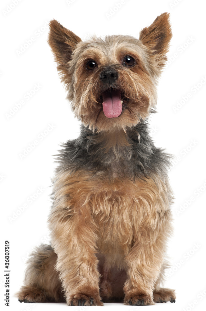 Yorkshire Terrier, 14 and a half years old, sitting Yorkshire Terrier, 14 and a half years old, sitting