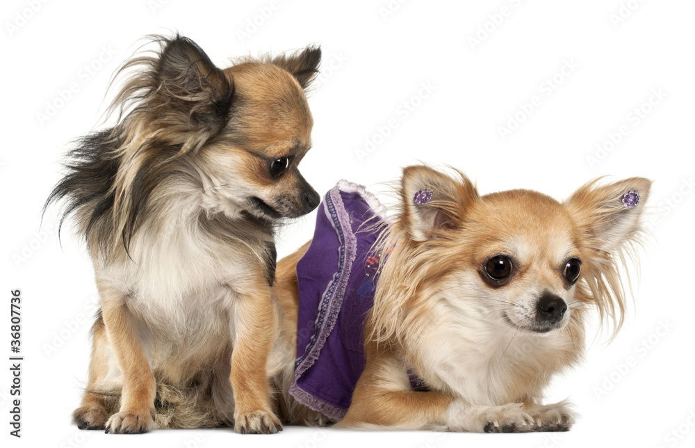 Chihuahuas, 3 years old, in front of white background Chihuahuas, 3 years old, in front of white background