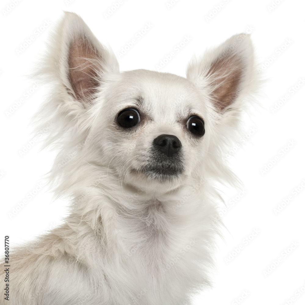 Close-up of Chihuahua 7 months old, in front of white background Close-up of Chihuahua 7 months old, in front of white background