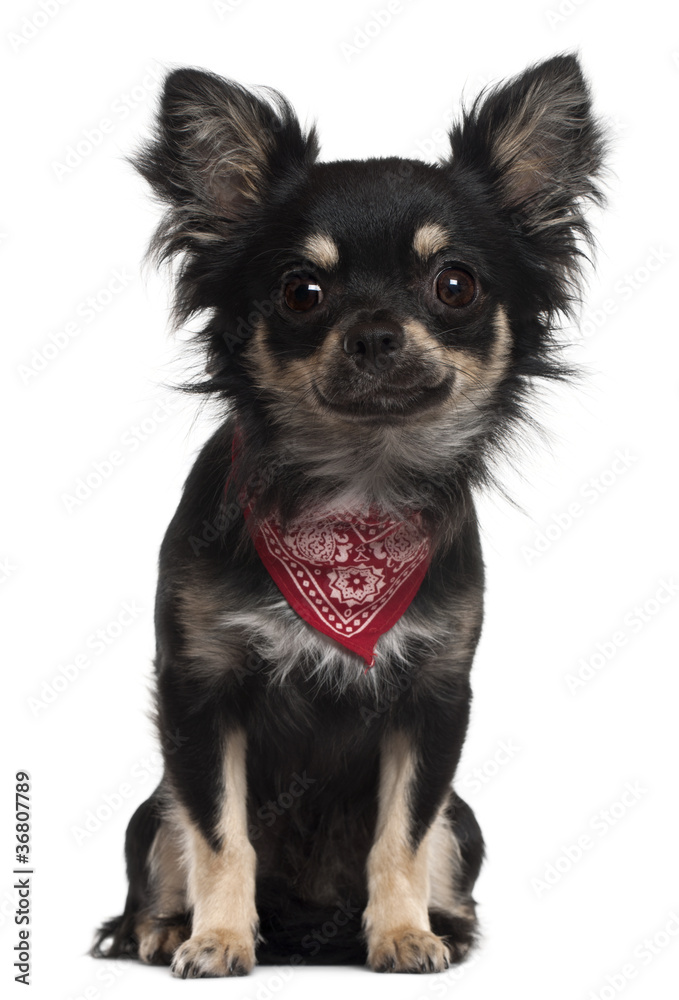 Chihuahua wearing handkerchief, 1 year old, sitting Chihuahua wearing handkerchief, 1 year old, sitting