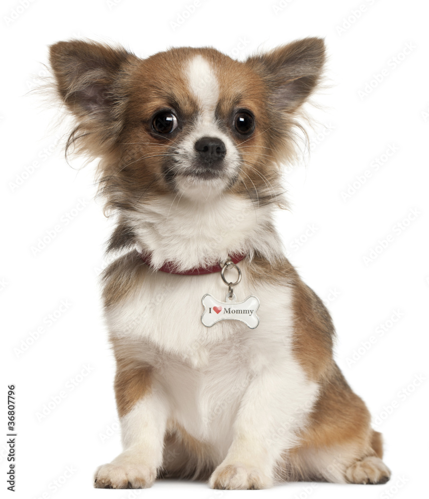 Chihuahua puppy, 6 months old, sitting Chihuahua puppy, 6 months old, sitting