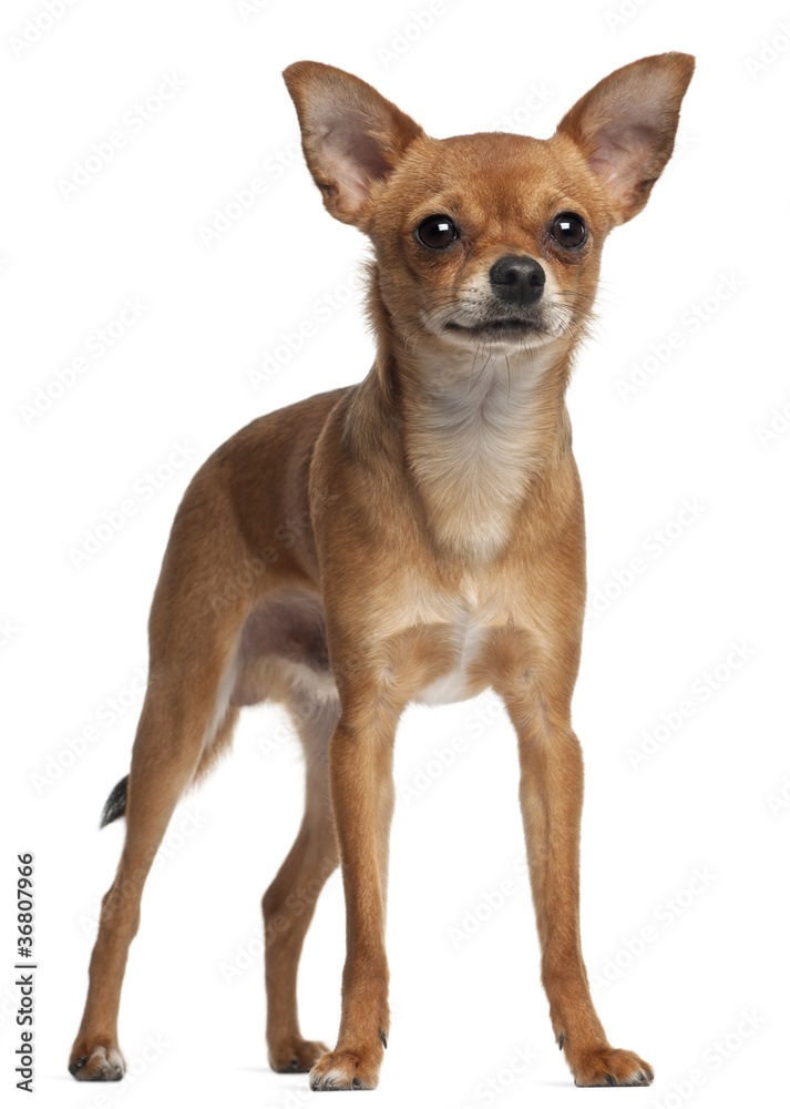 Crossbreed dog standing in front of white background