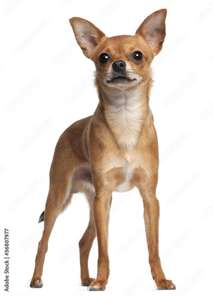 Crossbreed dog standing in front of white background Crossbreed dog standing in front of white background