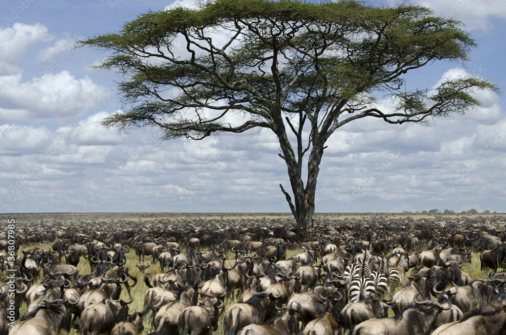 Herd of wildebeest migrating in Serengeti National Park, Africa - obrazy, fototapety, plakaty 