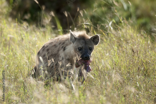 Hyena in Serengeti National Park  Tanzania  Africa