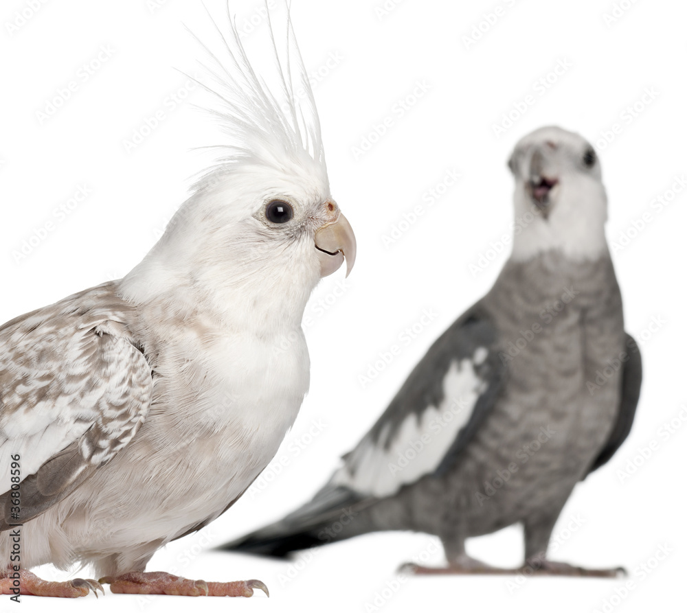 Male and female Cockatiel, Nymphicus hollandicus