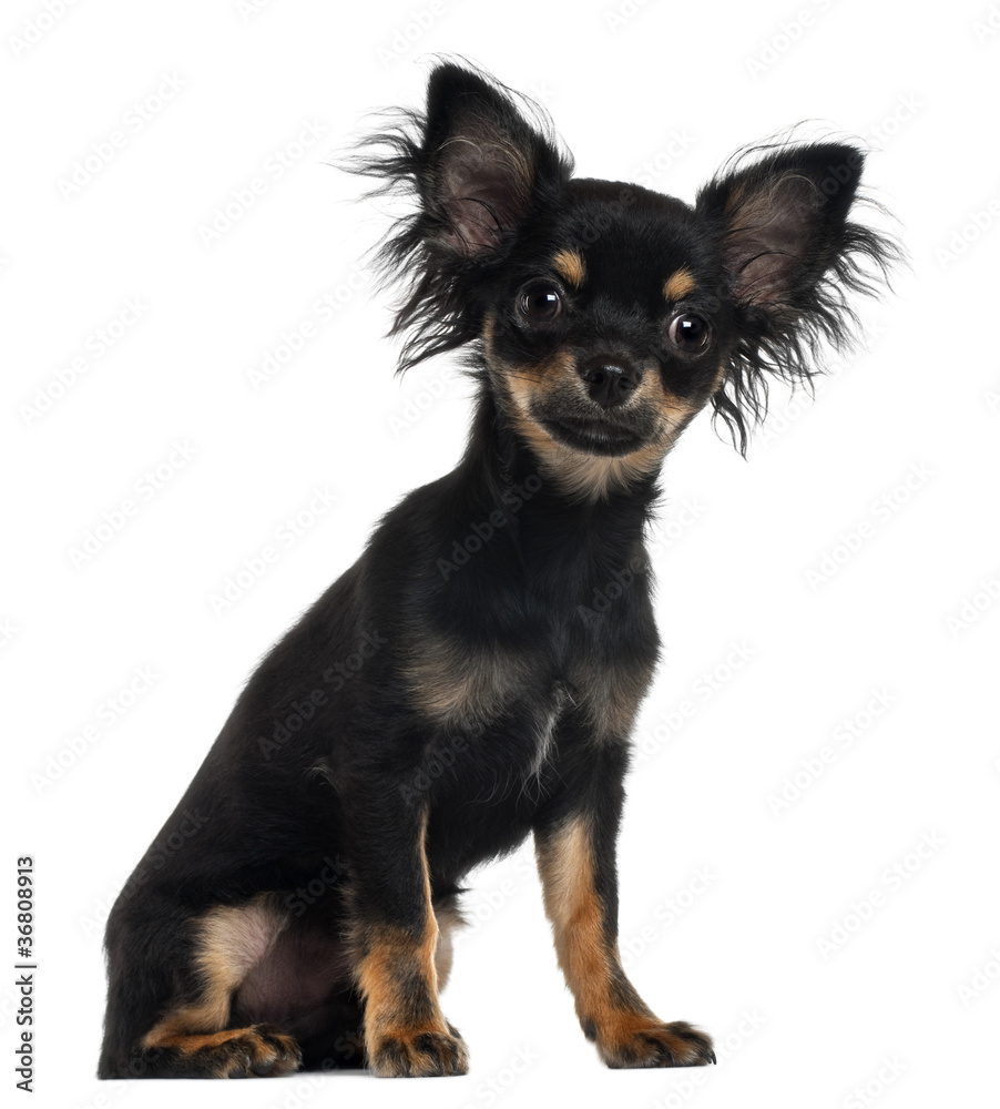 Chihuahua Puppy, 5 months old, sitting Chihuahua Puppy, 5 months old, sitting