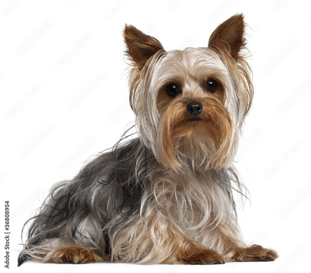 Yorkshire Terrier, 1 year old, lying Yorkshire Terrier, 1 year old, lying