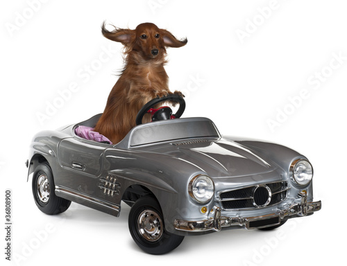 Dachshund, 3 years old, driving convertible