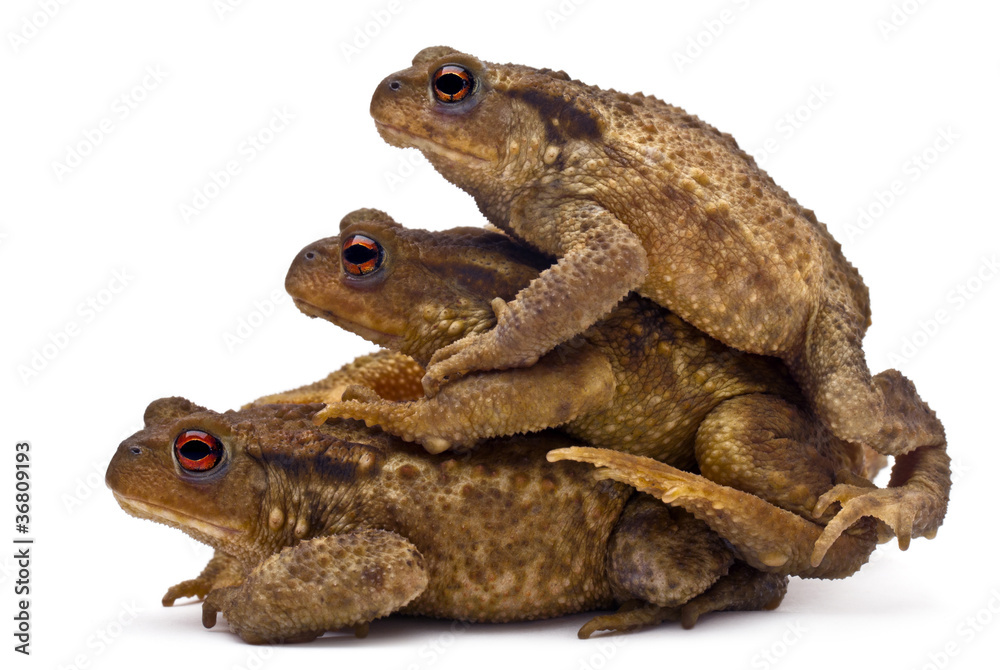 Three common toads or European toads, Bufo bufo, stacked Three common toads or European toads, Bufo bufo, stacked