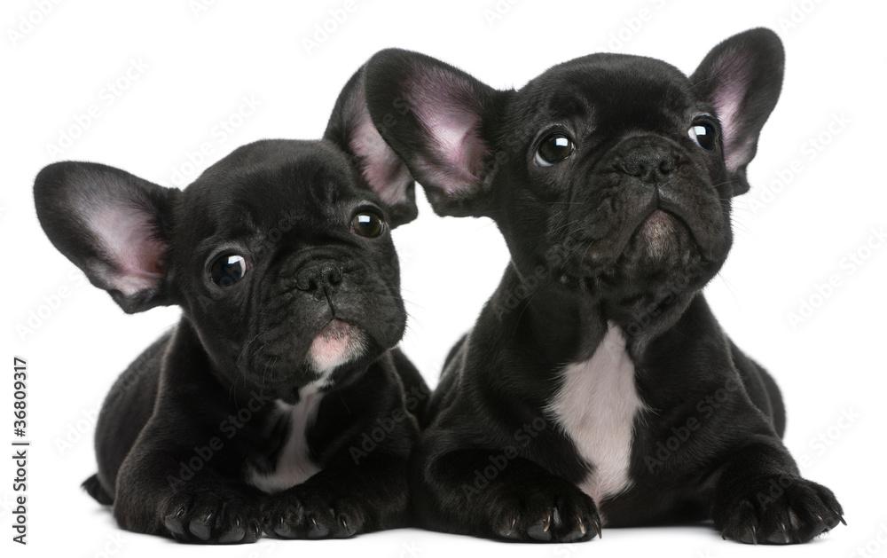 Two French Bulldogs puppies, 8 weeks old