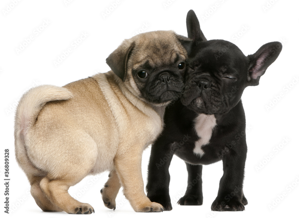 Pug puppy and French Bulldog puppy, 8 weeks old, hugging
