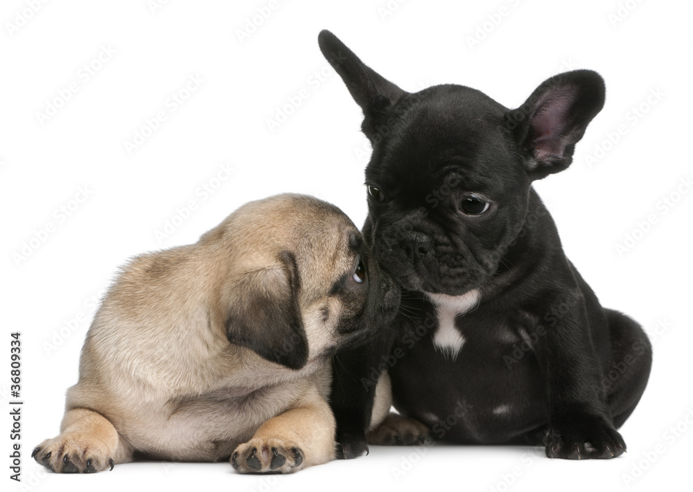 Pug puppy sniffing a French Bulldog puppy, 8 weeks old