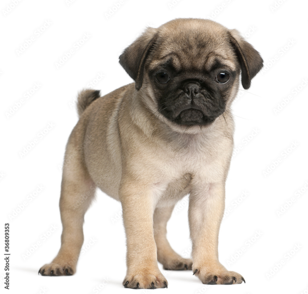 Pug, 8 weeks old, standing in front of white background
