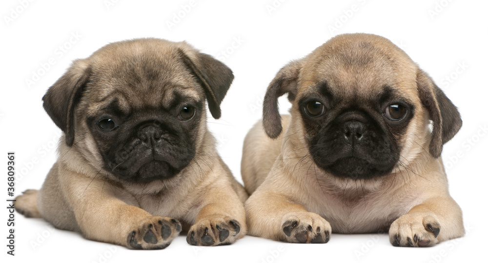 Two Pug puppies, 8 weeks old, in front of white background Two Pug puppies, 8 weeks old, in front of white background