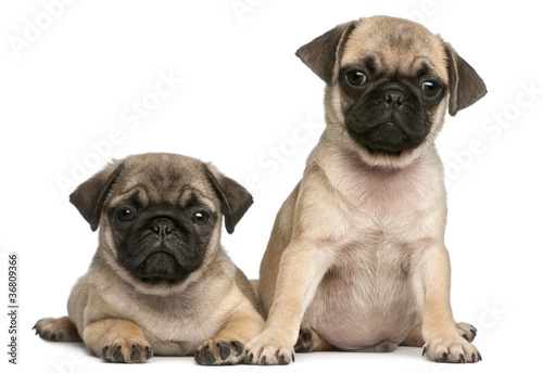 Two Pug puppies  8 weeks old