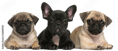 French Bulldog puppy between two Pug puppies  8 weeks old