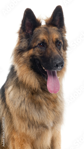 Close-up of German Shepherd in front of white background