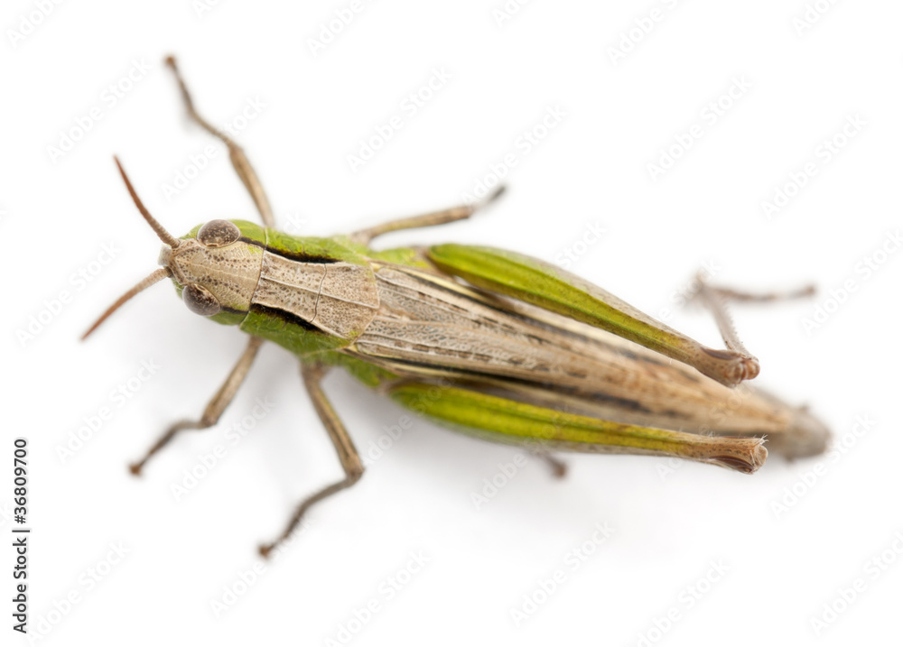 Cricket in front of white background Cricket in front of white background