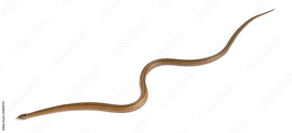 Smooth snake, Coronella austriaca, in front of white background Smooth snake, Coronella austriaca, in front of white background
