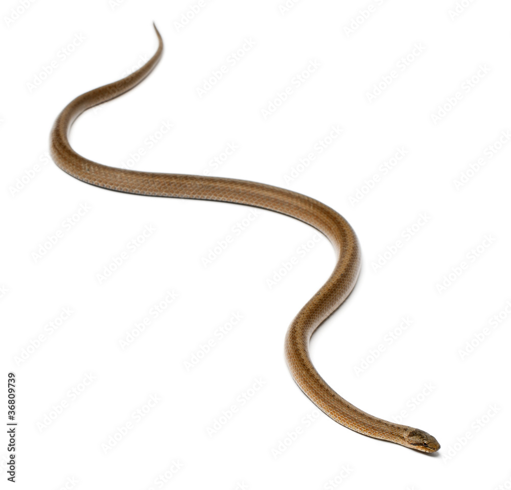 Smooth snake, Coronella austriaca, in front of white background Smooth snake, Coronella austriaca, in front of white background