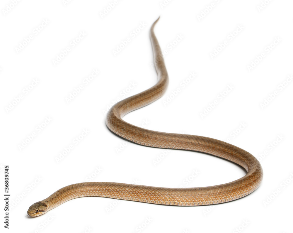 Fototapeta premium Smooth snake, Coronella austriaca, in front of white background