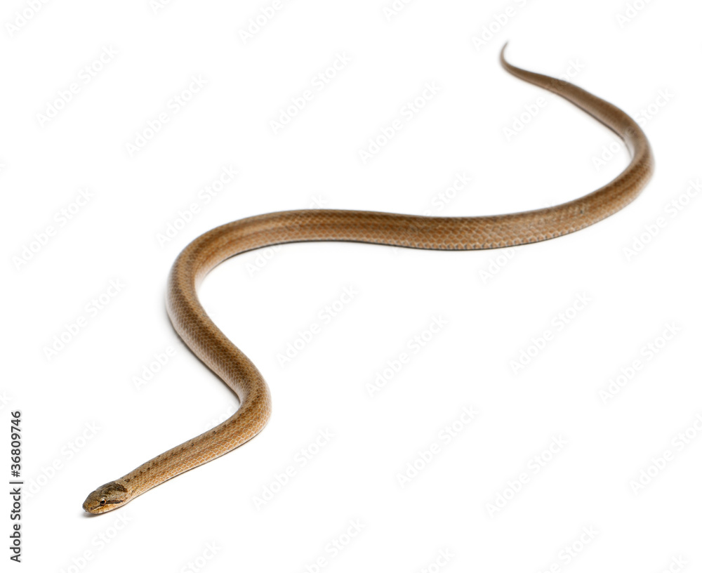 Smooth snake, Coronella austriaca, in front of white background Smooth snake, Coronella austriaca, in front of white background