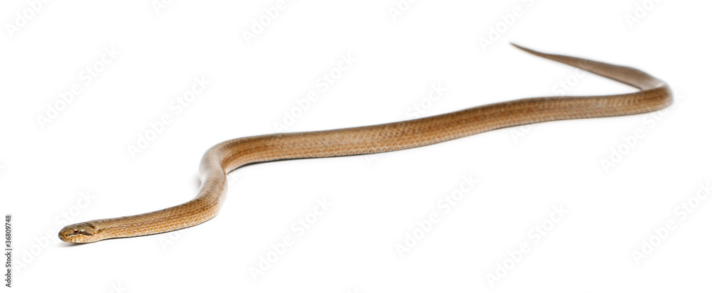Smooth snake, Coronella austriaca, in front of white background Smooth snake, Coronella austriaca, in front of white background