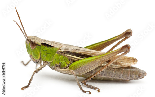 Foto Cricket in front of white background