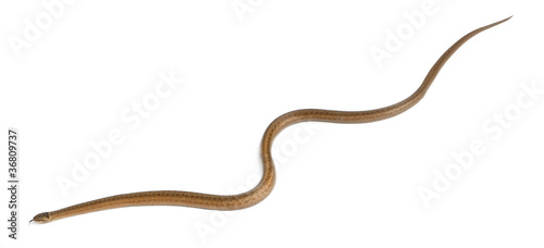 Smooth snake, Coronella austriaca, in front of white background