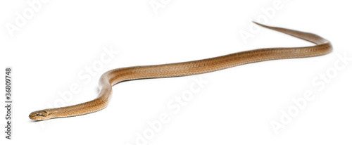 Smooth snake, Coronella austriaca, in front of white background