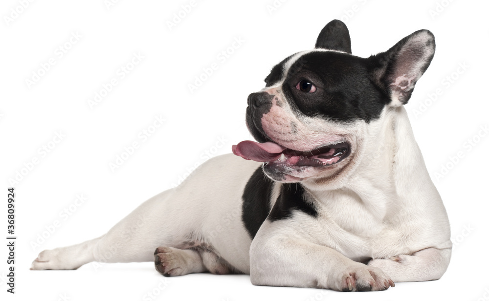 French Bulldog, 8 months old, lying in front of white background