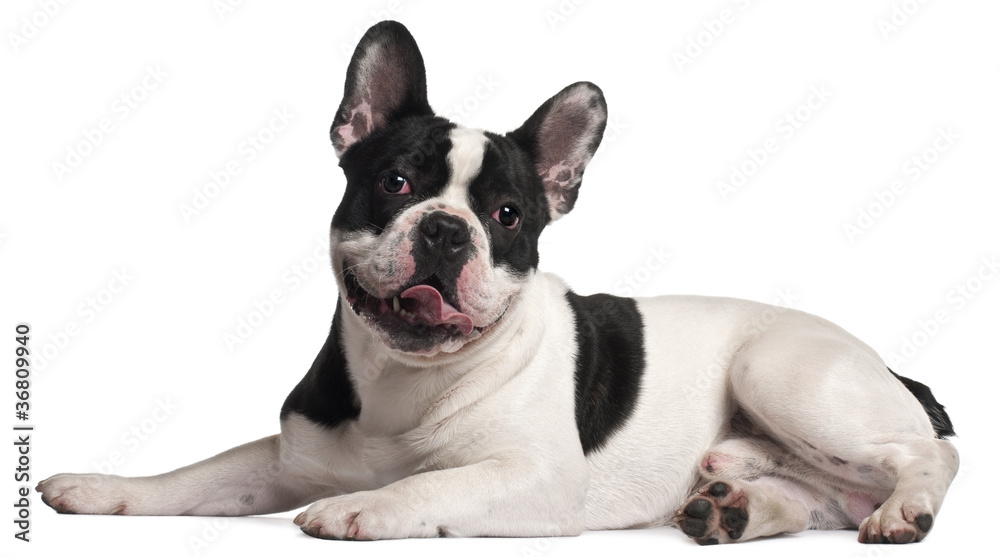 French Bulldog, 8 months old, lying