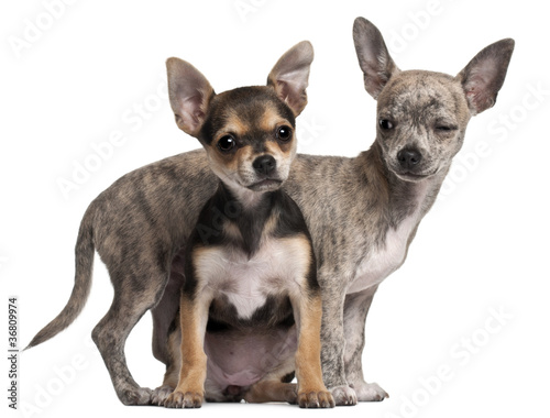 Chihuahua puppy (3 months old), Chihuahua puppy (3 months old) © Eric Isselée