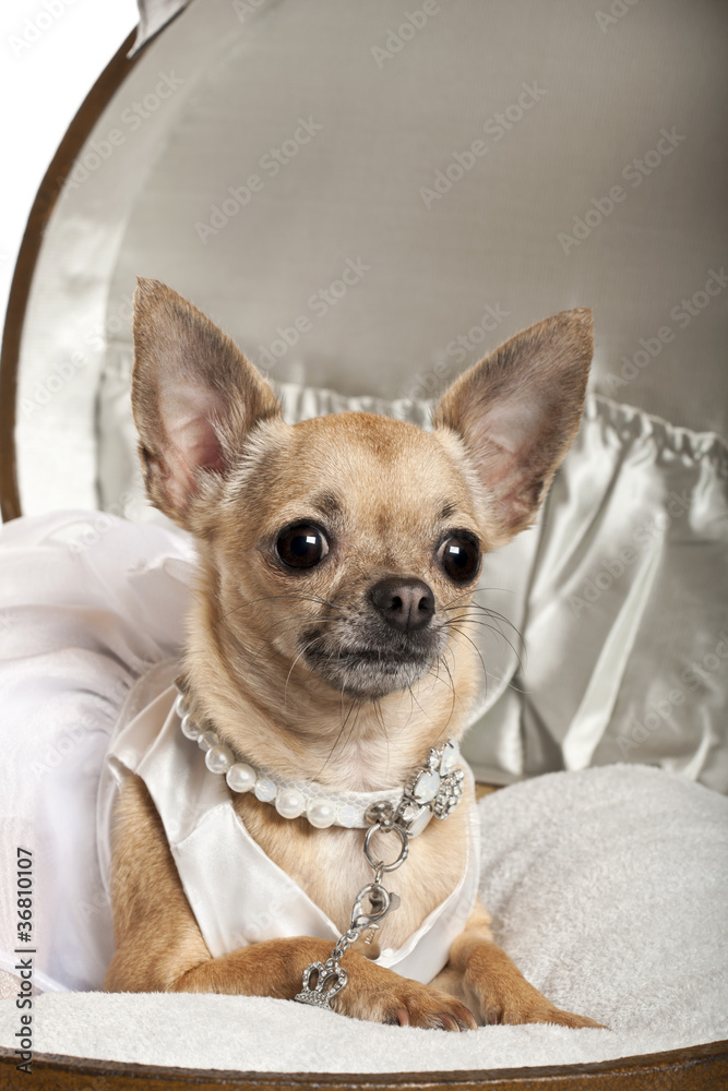 Close-up of Chihuahua in wedding dress, sitting in luggage