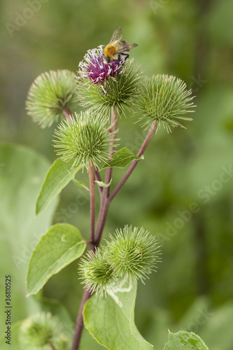 burdock